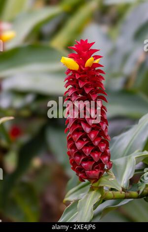 gros plan d'une plante de gingembre de tour rouge en fleur Banque D'Images