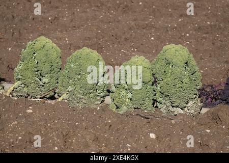 Brassica oleracea, Gruenkohl, chou frisé Banque D'Images