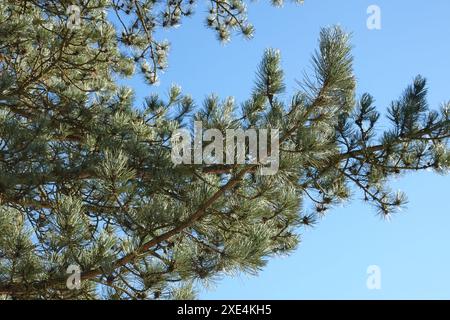 Pinus nigra, Schwarzkiefer, pin noir Banque D'Images