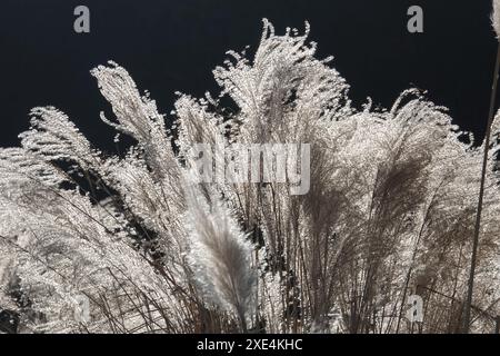 Cortaderia selloana, pampasgras, pampas Banque D'Images