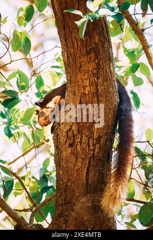 Goa, Inde. Écureuil géant indien, ou écureuil géant malabar, Ratufa indica reposant sur l'arbre. C'est UNE espèce d'écureuil d'arbre de grande taille du genre Ratufa Banque D'Images