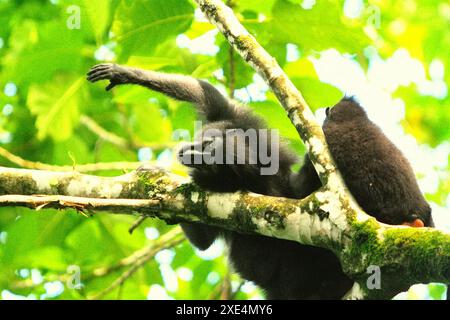 Un macaque à crête (Macaca nigra) s'étend sur des branches d'arbres dans la réserve naturelle de Tangkoko, Sulawesi du Nord, Indonésie. Banque D'Images