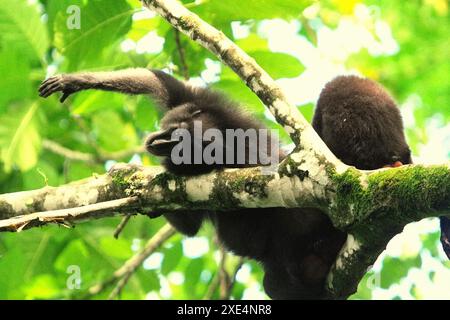 Un macaque à crête (Macaca nigra) s'étend sur des branches d'arbres dans la réserve naturelle de Tangkoko, Sulawesi du Nord, Indonésie. Banque D'Images