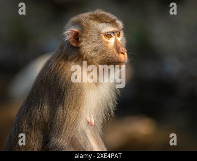 Macaque à longue queue, parc national de Khao Yai Banque D'Images