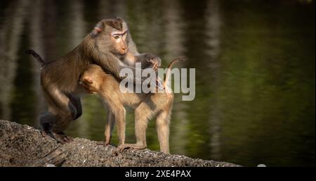 Macaque à longue queue, parc national de Khao Yai Banque D'Images