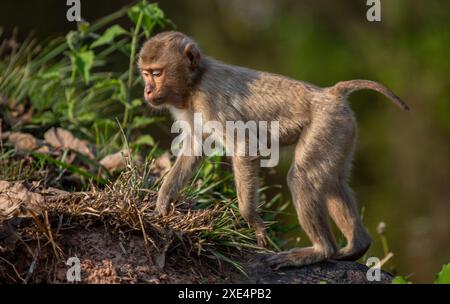 Macaque à longue queue, parc national de Khao Yai Banque D'Images