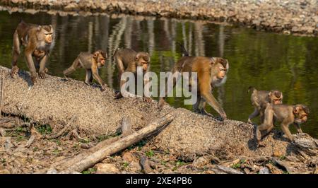 Macaque à longue queue, parc national de Khao Yai Banque D'Images