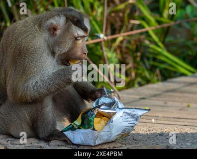 Macaque à longue queue, parc national de Khao Yai Banque D'Images