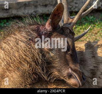 Sambar Deer, parc national de Khao Yai Banque D'Images