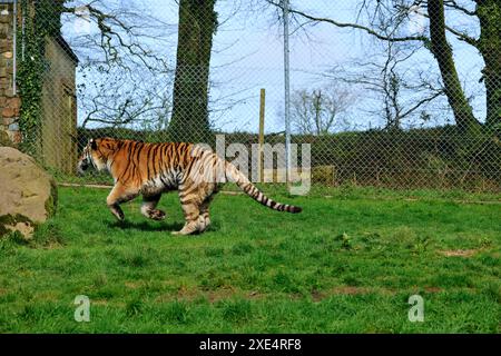 Le zoo de Dartmoor s'est engagé dans l'éducation, la conservation et un programme sur les espèces menacées Banque D'Images