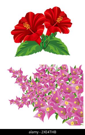 Fleurs tropicales - hibiscus et bougainvilliers Banque D'Images