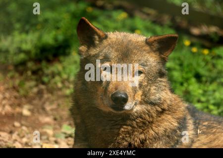 Le zoo de Dartmoor s'est engagé dans l'éducation, la conservation et un programme sur les espèces menacées Banque D'Images