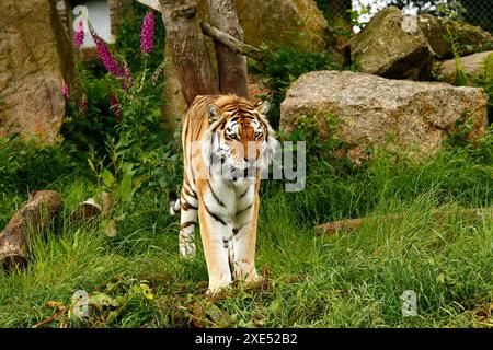 Le zoo de Dartmoor s'est engagé dans l'éducation, la conservation et un programme sur les espèces menacées Banque D'Images