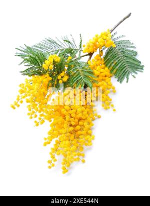 Brindille de fleurs de mimosa Banque D'Images