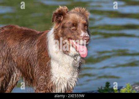 Northampton, Royaume-Uni. 26 juin 2024. Abington Park. Chiens s'amusant et se rafraîchissant dans le lac de navigation de plaisance tirant le meilleur parti du temps chaud que nous avons en ce moment. Crédit : Keith J Smith./Alamy Live News Banque D'Images