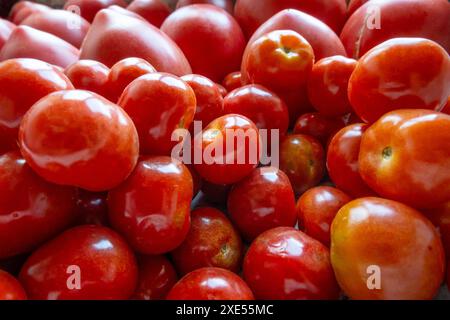 Mini-tomates récoltées Banque D'Images