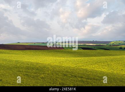 Vue printanière en soirée avec champs de fleurs de couleur jaune de colza en plein soleil avec ombres nuages. Banque D'Images