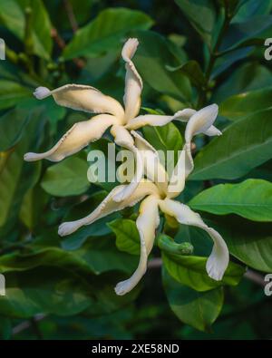 Vue rapprochée de fleurs blanches crémeuses parfumées de l'arbuste tropical tabernaemontana africana aka Samoan gardenia isolé à l'extérieur sur fond de feuillage Banque D'Images