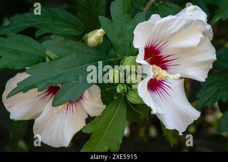 Gros plan sur les fleurs colorées blanches et rouges et les bourgeons d'hibiscus syriacus aka arbuste althea ou mauve rose fleurissant à l'extérieur dans le jardin Banque D'Images