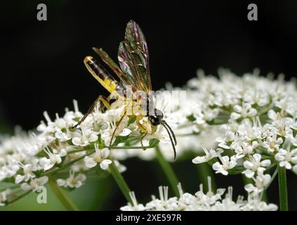Tenthredo temula - mâles de scies nourrissant le nectar de petites fleurs blanches Banque D'Images