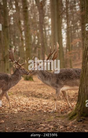 Cerf en jachère européenne vertical dans le parc forestier d'automne. Deux Bucks avec Antlers à Blatná, République tchèque. Banque D'Images