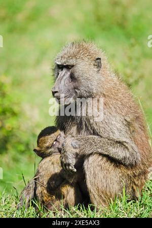 Babouin. Savane africaine de singe marmoset. Babouin dans leur natura Banque D'Images