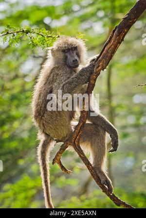 Babouin. Savane africaine de singe marmoset. Babouin dans leur natura Banque D'Images