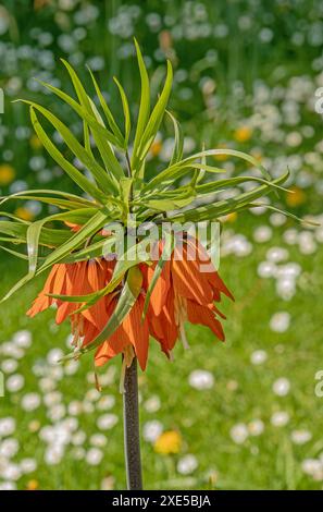 Kaiserkrone 'Fritilaria impérialis' Banque D'Images