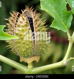 Datura, mauvaise herbe jimson Banque D'Images