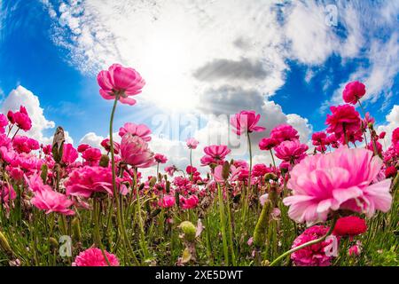 Les champs de fleurs colorées. Banque D'Images