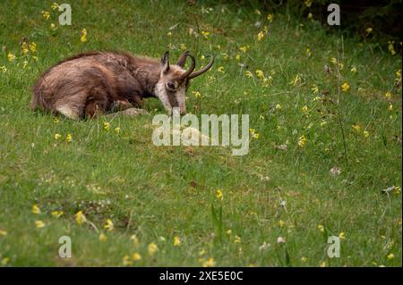 Chamois reposant sur la prairie au printemps. Un rupicapra rupicapra en Suisse. Banque D'Images