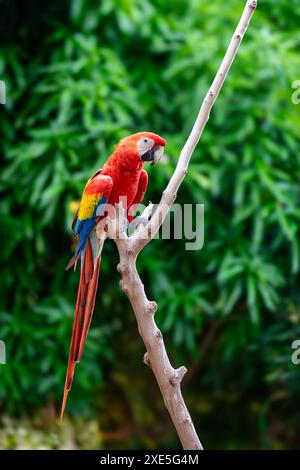 Aras bleu et jaune (Ara ararauna), Malagana, département de Bolivar. Faune et observation des oiseaux en Colombie Banque D'Images