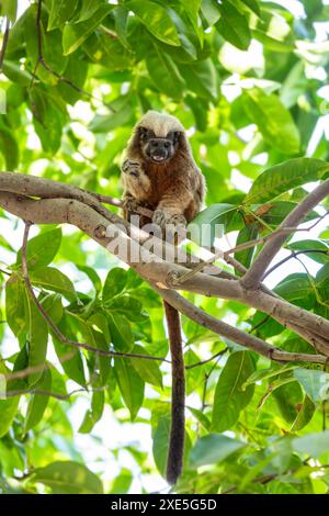 Tamarine à dessus de coton (Saguinus oedipus), petit singe du Nouveau monde pesant moins de 0,5 kg. Carthagène. Colombie animal sauvage. Banque D'Images