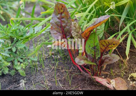 Betteraves cultivées en serre. Feuille de betterave dans l'agriculture et la récolte. Cultiver des légumes. Cottage jardin. Banque D'Images