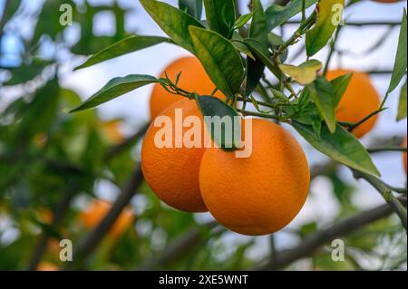 Oranges mûres suspendues entre les feuilles sur les branches des arbres d'une plantation d'agrumes bio, en hiver.Orange 1 Banque D'Images