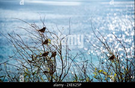 Groupe d'oiseaux mâles de moineau de maison assis sur la plante dans l'océan. Observation des oiseaux dans la mer Banque D'Images