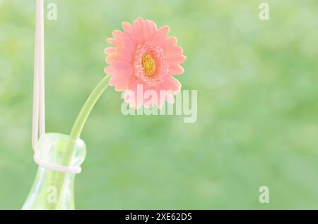 Fleur unique de gerbera Banque D'Images