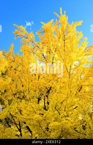 Feuilles jaunes des ginkgo Banque D'Images