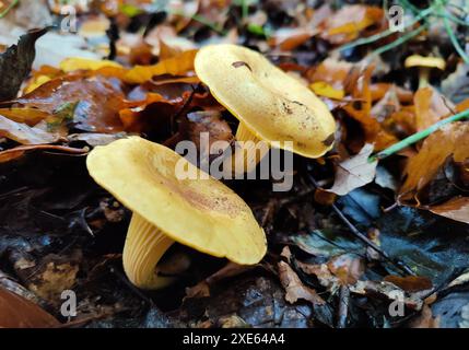 Deux champignons chanterelles (Cantharellales) sur le sol forestier avec des feuilles en automne, Hagen, Allemagne Banque D'Images