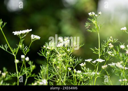 Fleurs de coriandre fleurissant dans le jardin en été, culture biologique. Banque D'Images