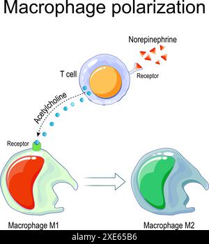 Polarisation des macrophages. Transformation des macrophages M1 et M2. Réponse immunitaire et inflammation. Pro-inflammatoire et anti-inflammatoire. Réparation tissulaire Illustration de Vecteur