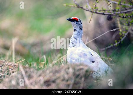 Ptarmigan rocheux mâle (Lagopus muta islandorum) de Hvammur, Westfjords, Islande en mai. Banque D'Images