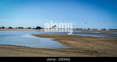 Peter Ording 26.06.24 : autos am Strand und Möven im Hintergrund : Peter Ording Strand Schleswig Holstein Deutschland *** St Peter Ording 26 06 24 voitures sur la plage et mouettes en arrière-plan St Peter Ording plage Schleswig Holstein Allemagne IMG 2712 Banque D'Images