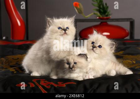 Birman, chat sacré de Birmanie. Trois chatons jouant sur un lit Banque D'Images