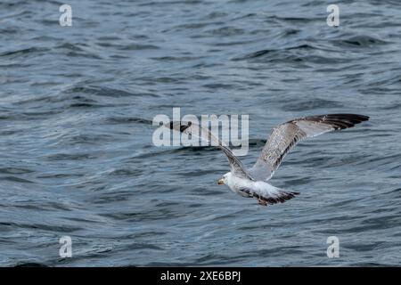 Deuxième Goéland argenté d'hiver volant bas au-dessus de la mer Banque D'Images