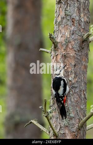 Femelle Grand pic tacheté chassant à la nourriture sur un pin écossais dans les hautes terres écossaises Banque D'Images