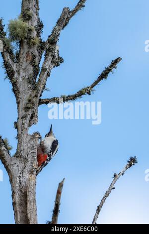 Femelle Grand pic tacheté chasse à la nourriture au sommet d'un vieil arbre mort avec un beau ciel bleu derrière Banque D'Images