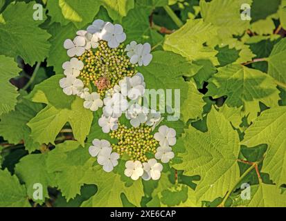 Scheeball 'Viburnum opulus commun Banque D'Images