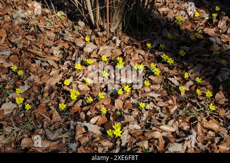 Eranthis hyemalis, aconit d'hiver Banque D'Images