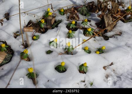 Eranthis hyemalis, aconit d'hiver Banque D'Images